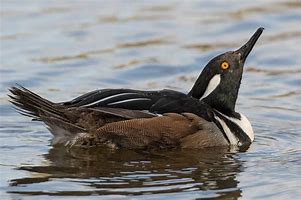 Image result for Hooded Merganser Fskeleton