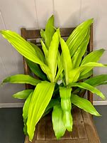 Image result for Dracaena Limelight