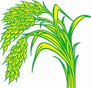 Image result for Rice Field Victor PNG