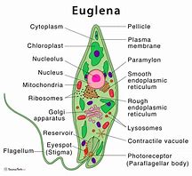 Image result for Euglena Nucleus