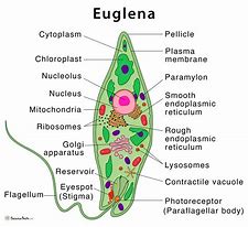 Image result for Euglena Cell Wall