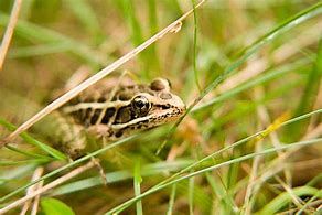 Image result for Tree Frog Catching a Fly