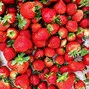 Image result for Strawberry Farm in Baguio