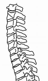 Image result for Drawing of Spine