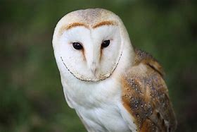 Image result for Neon Barn Owl