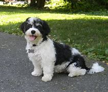 Image result for Havanese Fully Grown