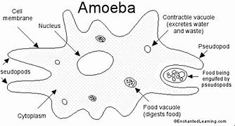 Image result for Amoeba Cell Structure