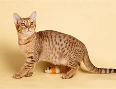 Image result for Dappled Red Cat