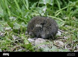 Image result for Newborn Baby Vole