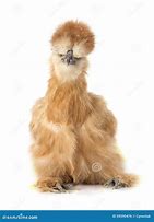 Image result for Gray Silkie Chicken