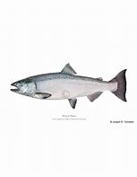 Image result for Fresh Chinook Salmon