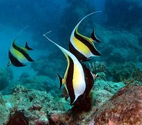 Image result for Coral Reef Fish