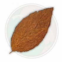 Image result for Burley Tobacco Leaf