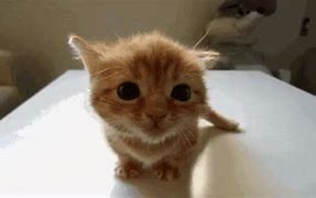 Image result for A Cute Cat GIF