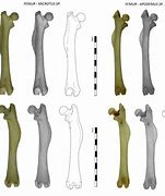 Image result for Voles Bone Diagram