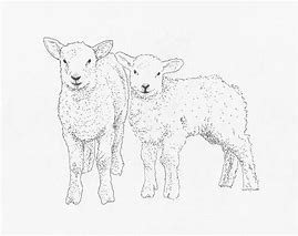 Image result for Drawing of Lamb