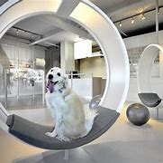 Image result for Pets Spa Dog