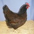 Image result for Fancy Chicken Breeds