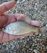 Image result for Arkansas Fish