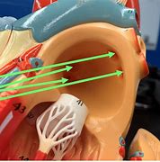 Image result for Left Atrium Anatomy