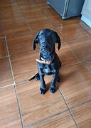 Image result for 5 Month Old Great Dane Puppy