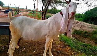 Image result for Organic Goat