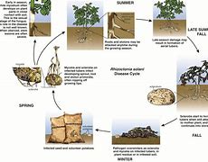 Image result for Rhizoctonia Solani