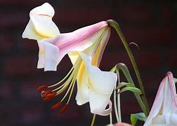 Image result for Lily Flower Petals