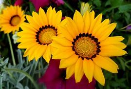 Image result for African Daisy Sprouts