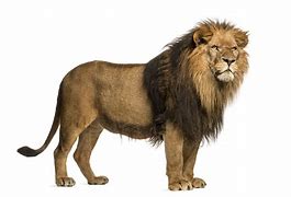 Image result for Spanish Lion