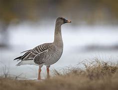 Image result for Arctic Snow Goose