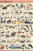 Image result for North American Mammals List