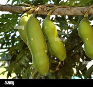 Image result for African Bean Tree