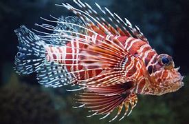 Image result for Lionfish Sea Monster