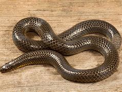 Image result for Blunt Tail Snake