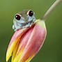 Image result for Florist Frog