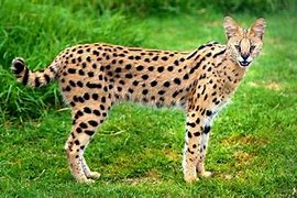 Image result for Serval Cat Mix