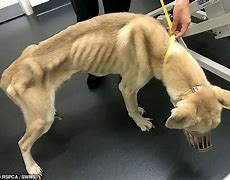 Image result for Dog Starving Artisit