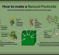 Image result for Organic Pesticides