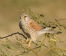 Image result for Eurasian Kestrel Female