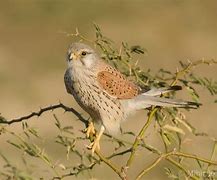 Image result for Eurasian Kestrel Female