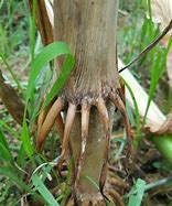 Image result for Akar Pokok Jagung