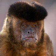 Image result for Monkey with Afro