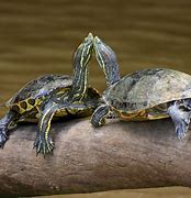 Image result for Aquatic Turtles