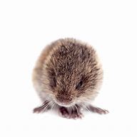 Image result for Newborn Baby Vole