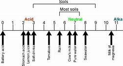 Image result for Ph Scale for Soil