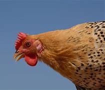 Image result for sicilian buttercup chicken characteristics