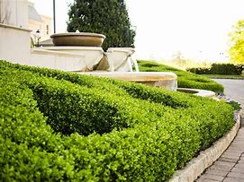 Image result for Boxwood Hedge Plants