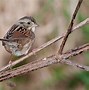 Image result for Swamp Sparrow