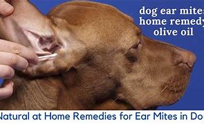 Image result for Mites in Dogs